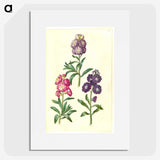2-37_Maria-Sibylla-Merian_picture