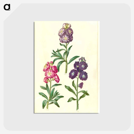 アートポストカード-Flower Wreath
 - マリア ジビーラ メーリアン Postcard.