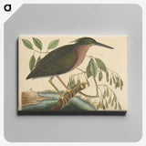 2-37_Mark-Catesby_canvas