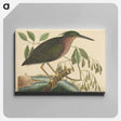 アートパネル-The Small Bittern
 - マーク ケイツビー Canvas.