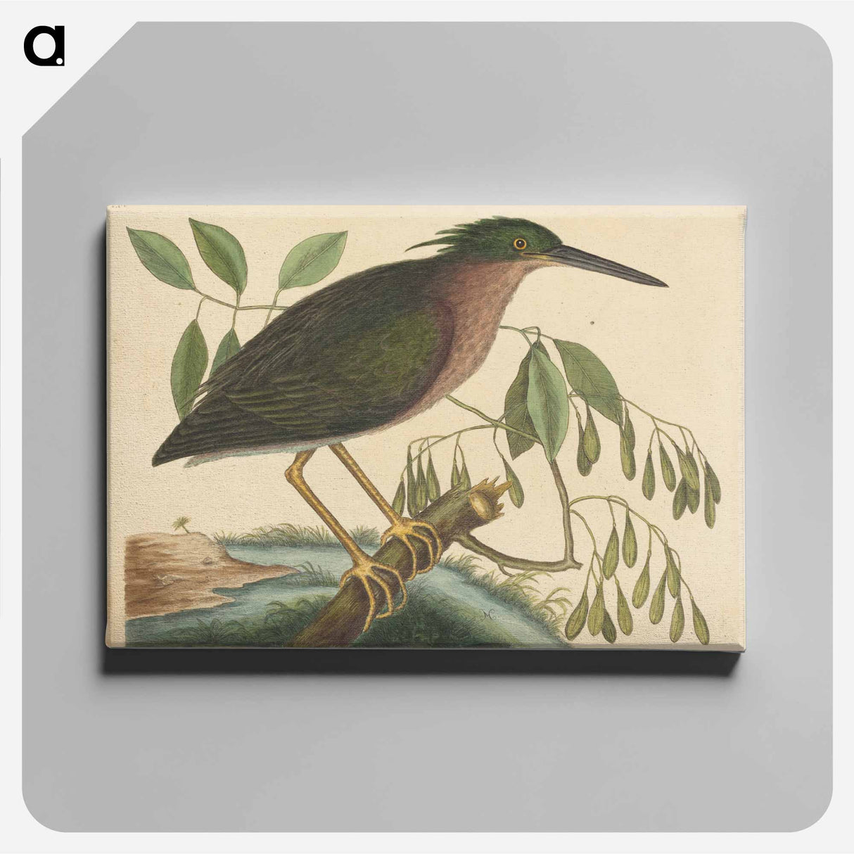 アートパネル-The Small Bittern
 - マーク ケイツビー Canvas.