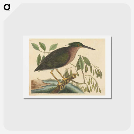 アートポストカード-The Small Bittern
 - マーク ケイツビー Postcard.