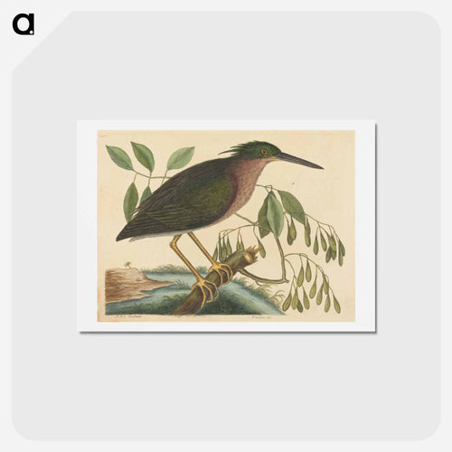 The Small Bittern
 - Mark Catesby Postcard.