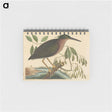 アートメモ帳-The Small Bittern
 - マーク ケイツビー Memo.