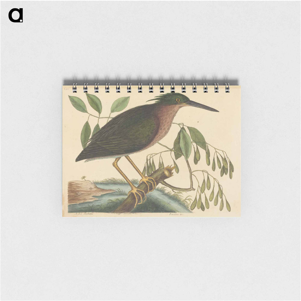 アートメモ帳-The Small Bittern
 - マーク ケイツビー Memo.