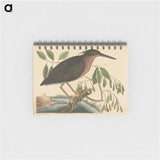 アートメモ帳-The Small Bittern
 - マーク ケイツビー Memo.