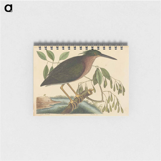 アートメモ帳-The Small Bittern
 - マーク ケイツビー Memo.