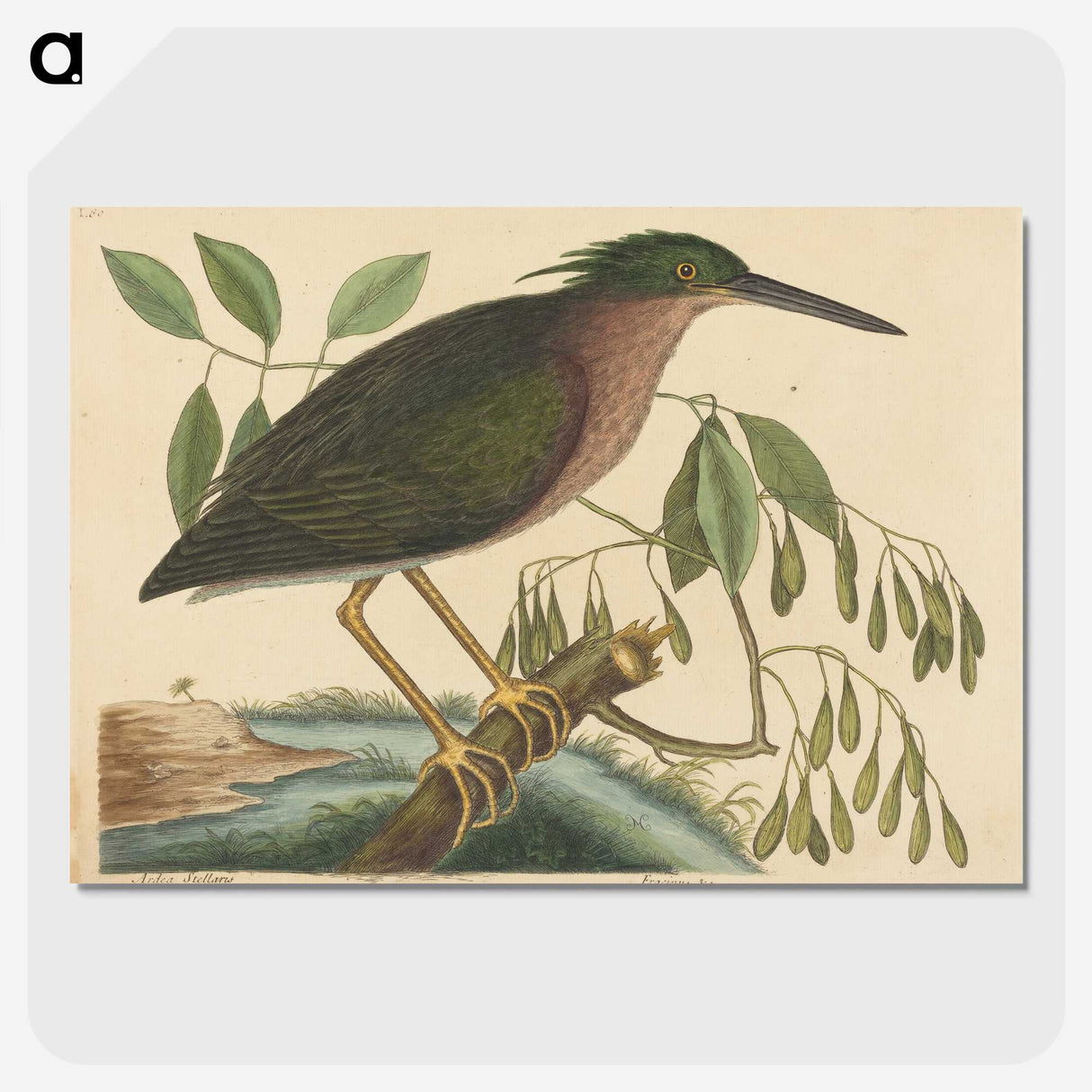 2-37_Mark-Catesby_picture-crop