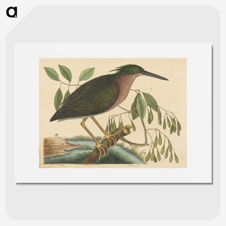 2-37_Mark-Catesby_picture