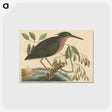 2-37_Mark-Catesby_postcard