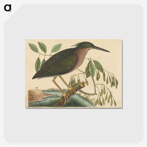 2-37_Mark-Catesby_postcard