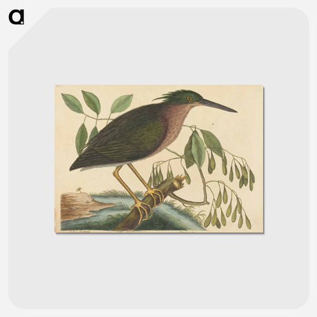 アートポストカード-The Small Bittern
 - マーク ケイツビー Postcard.