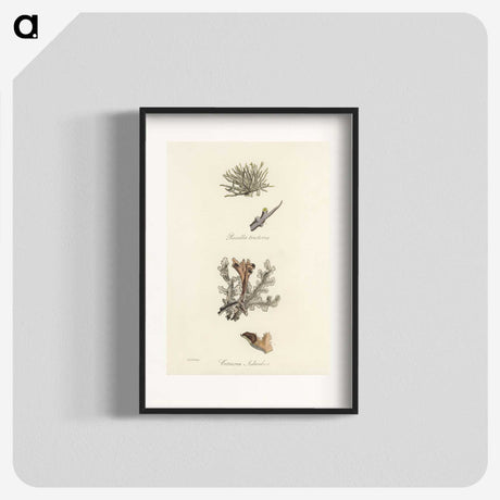 2-37_Medical-Botany_blk