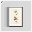 アートポスター-Iceland Moss Illustration
 - 薬用植物学 Poster.