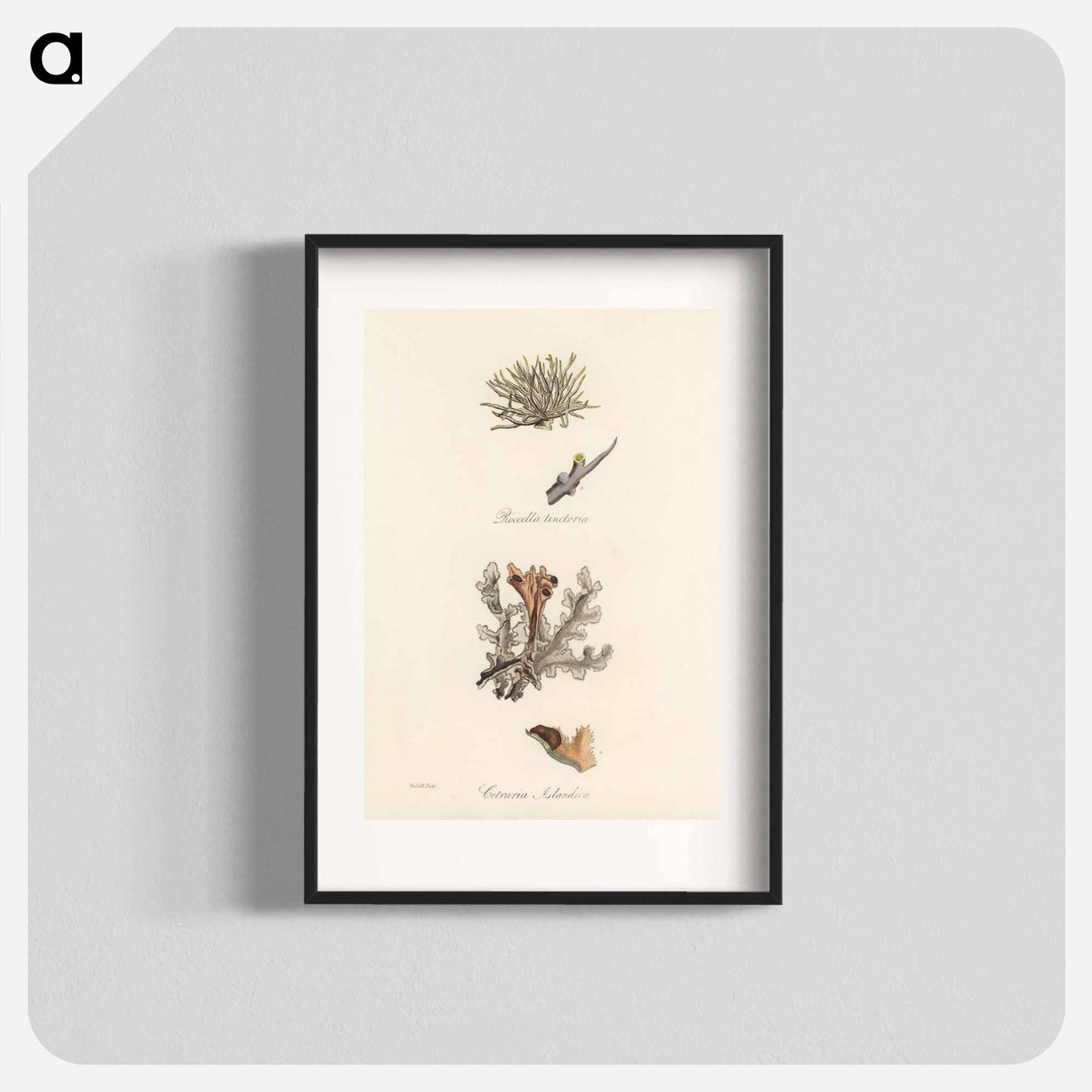 アートポスター-Iceland Moss Illustration
 - 薬用植物学 Poster.