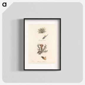 アートポスター-Iceland Moss Illustration
 - 薬用植物学 Poster.