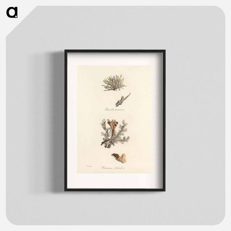 アートポスター-Iceland Moss Illustration
 - 薬用植物学 Poster.