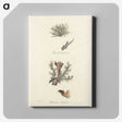 2-37_Medical-Botany_canvas