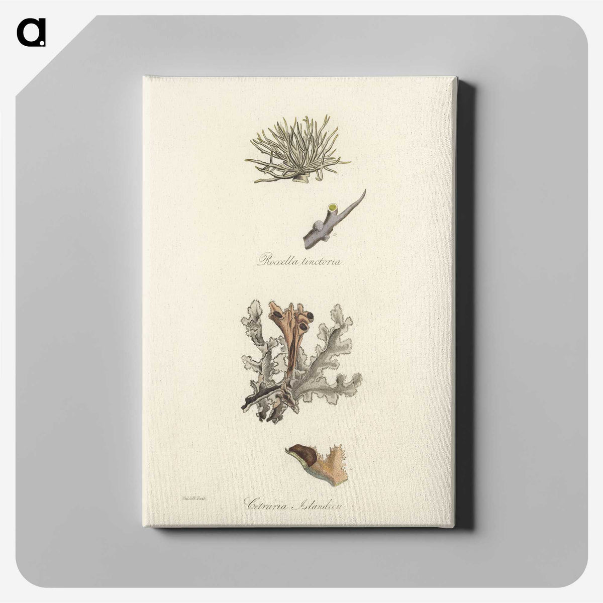 2-37_Medical-Botany_canvas