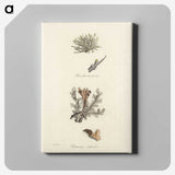 2-37_Medical-Botany_canvas