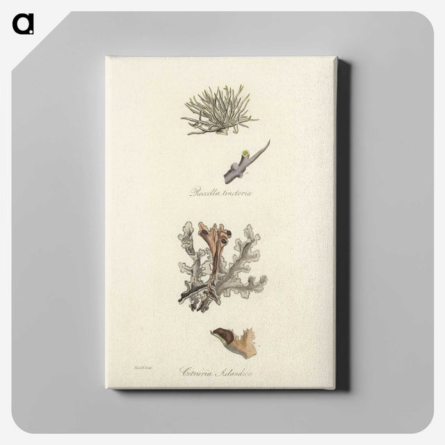 2-37_Medical-Botany_canvas