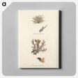 アートパネル-Iceland Moss Illustration
 - 薬用植物学 Canvas.