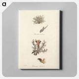 アートパネル-Iceland Moss Illustration
 - 薬用植物学 Canvas.
