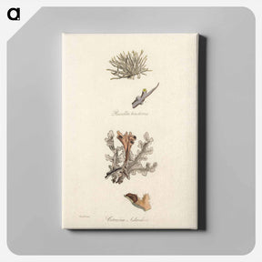 アートパネル-Iceland Moss Illustration
 - 薬用植物学 Canvas.