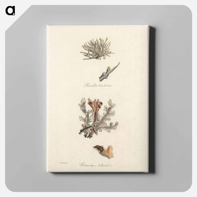 アートパネル-Iceland Moss Illustration
 - 薬用植物学 Canvas.