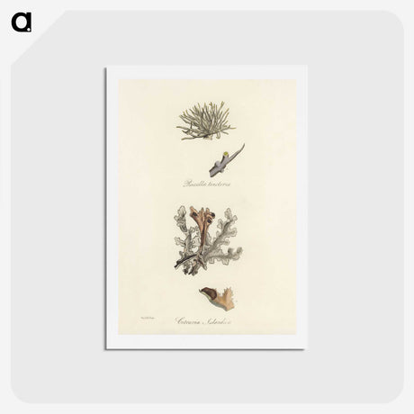 2-37_Medical-Botany_hagaki