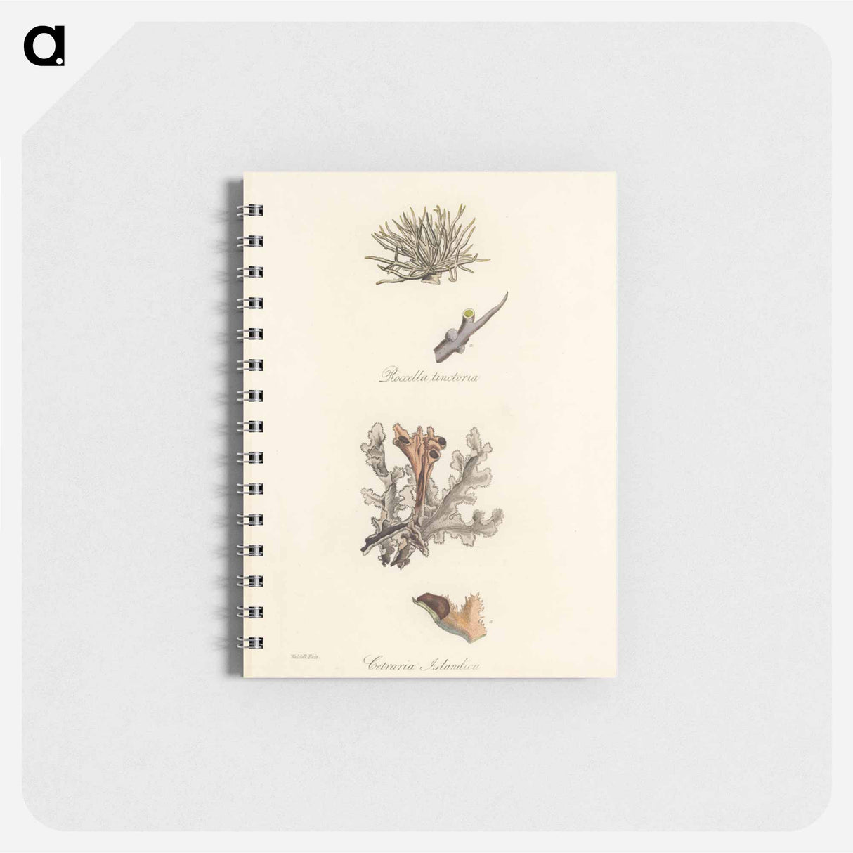 アートメモ帳-Iceland Moss Illustration
 - 薬用植物学 Memo.