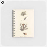 アートメモ帳-Iceland Moss Illustration
 - 薬用植物学 Memo.