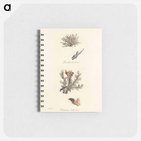 アートメモ帳-Iceland Moss Illustration
 - 薬用植物学 Memo.