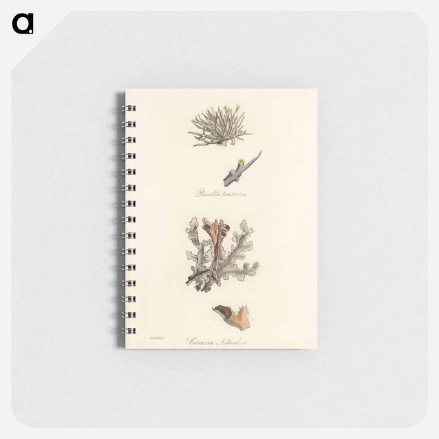 アートメモ帳-Iceland Moss Illustration
 - 薬用植物学 Memo.