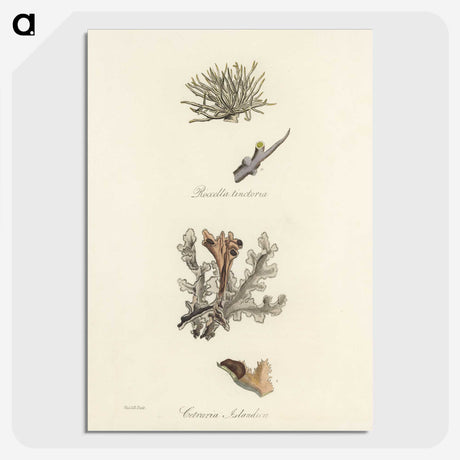 2-37_Medical-Botany_picture-crop