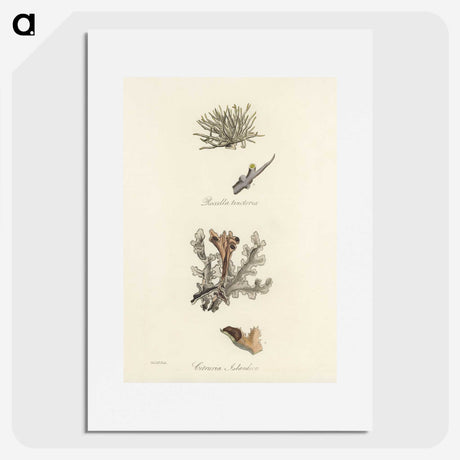 2-37_Medical-Botany_picture