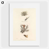 アートポスター-Iceland Moss Illustration
 - 薬用植物学 Poster.