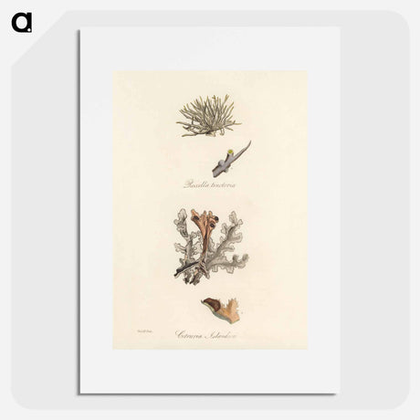 アートポスター-Iceland Moss Illustration
 - 薬用植物学 Poster.