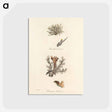 アートポストカード-Iceland Moss Illustration
 - 薬用植物学 Postcard.