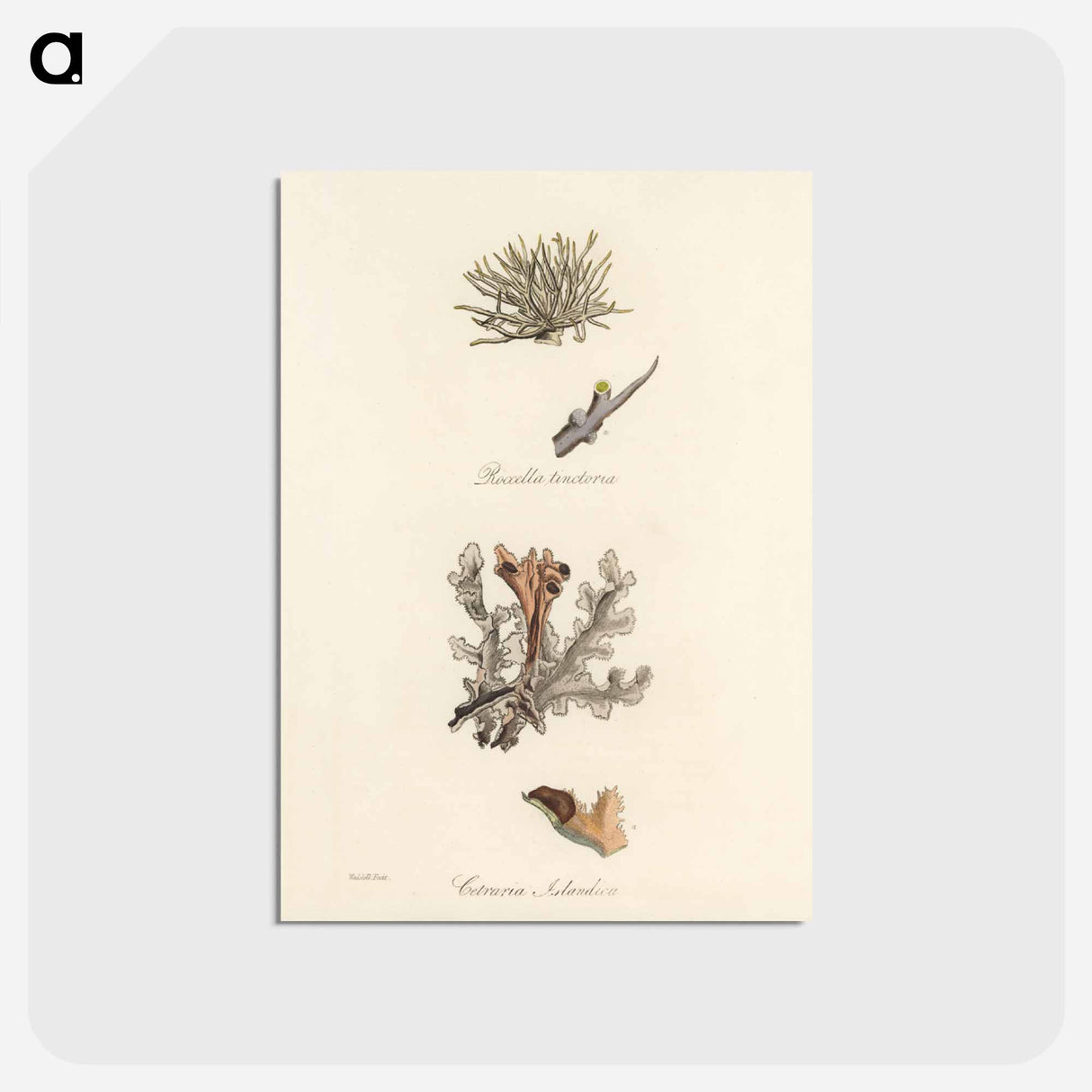 アートポストカード-Iceland Moss Illustration
 - 薬用植物学 Postcard.