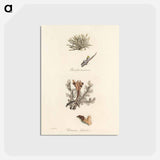アートポストカード-Iceland Moss Illustration
 - 薬用植物学 Postcard.