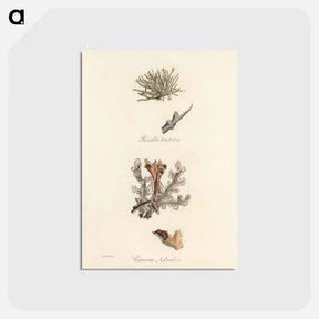 アートポストカード-Iceland Moss Illustration
 - 薬用植物学 Postcard.