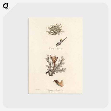アートポストカード-Iceland Moss Illustration
 - 薬用植物学 Postcard.