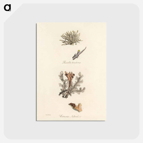 Iceland Moss Illustration
 - Medicinal Botany Postcard.