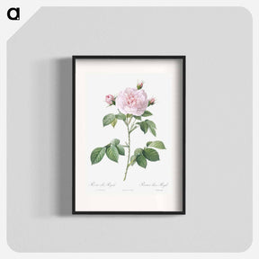 アートポスター-Royal White Rose - ピエール ジョゼフ ルドゥーテ Poster.