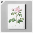 アートパネル-Royal White Rose - ピエール ジョゼフ ルドゥーテ Canvas.
