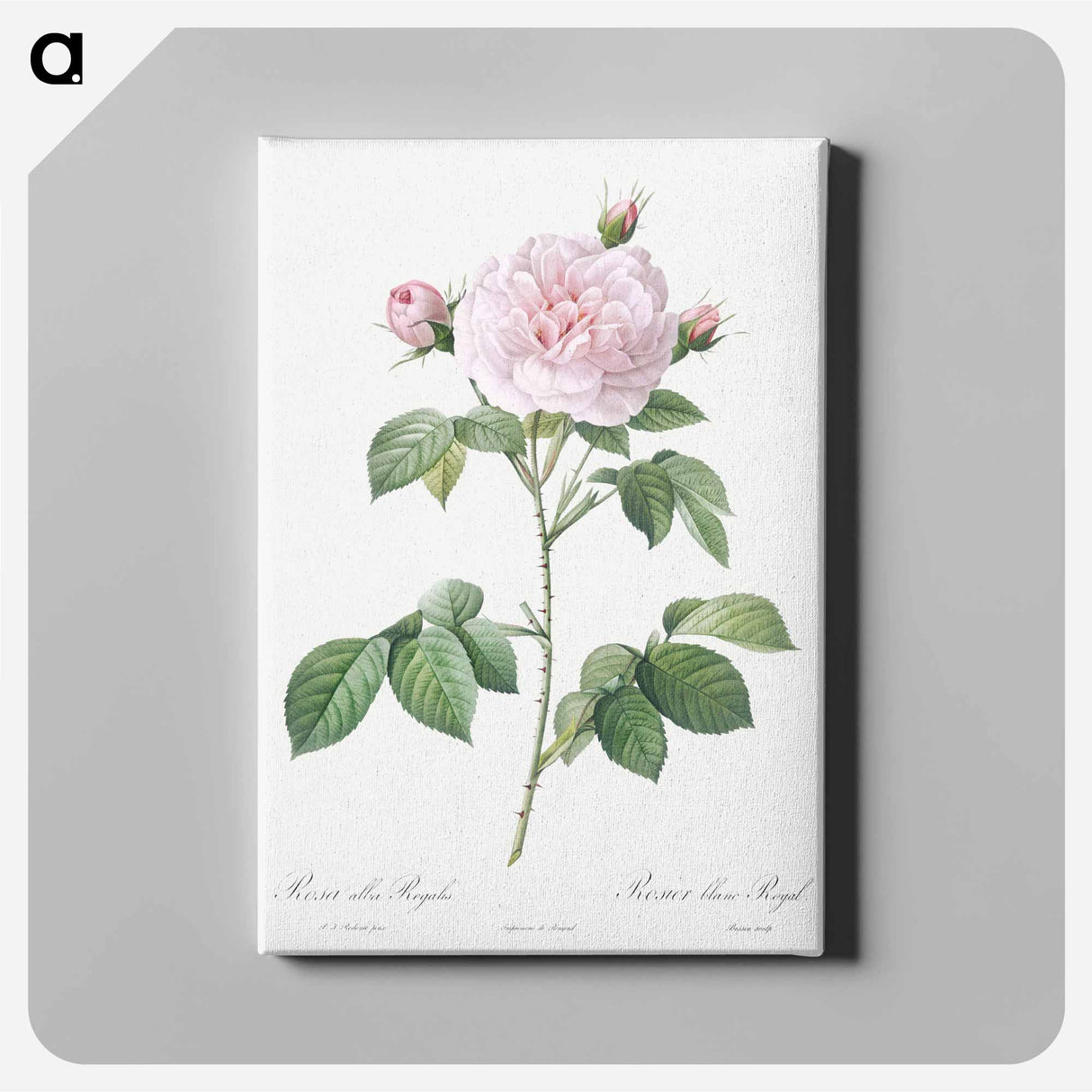 アートパネル-Royal White Rose - ピエール ジョゼフ ルドゥーテ Canvas.