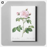 アートパネル-Royal White Rose - ピエール ジョゼフ ルドゥーテ Canvas.