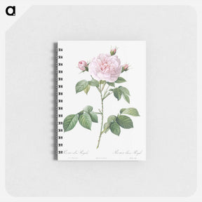 アートメモ帳-Royal White Rose - ピエール ジョゼフ ルドゥーテ Memo.