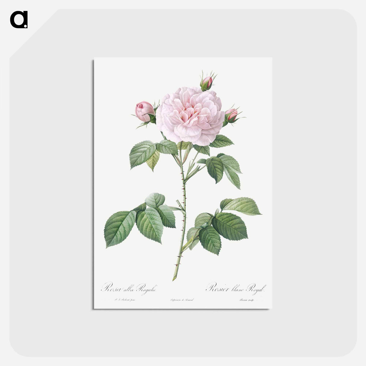 アートポストカード-Royal White Rose - ピエール ジョゼフ ルドゥーテ Postcard.